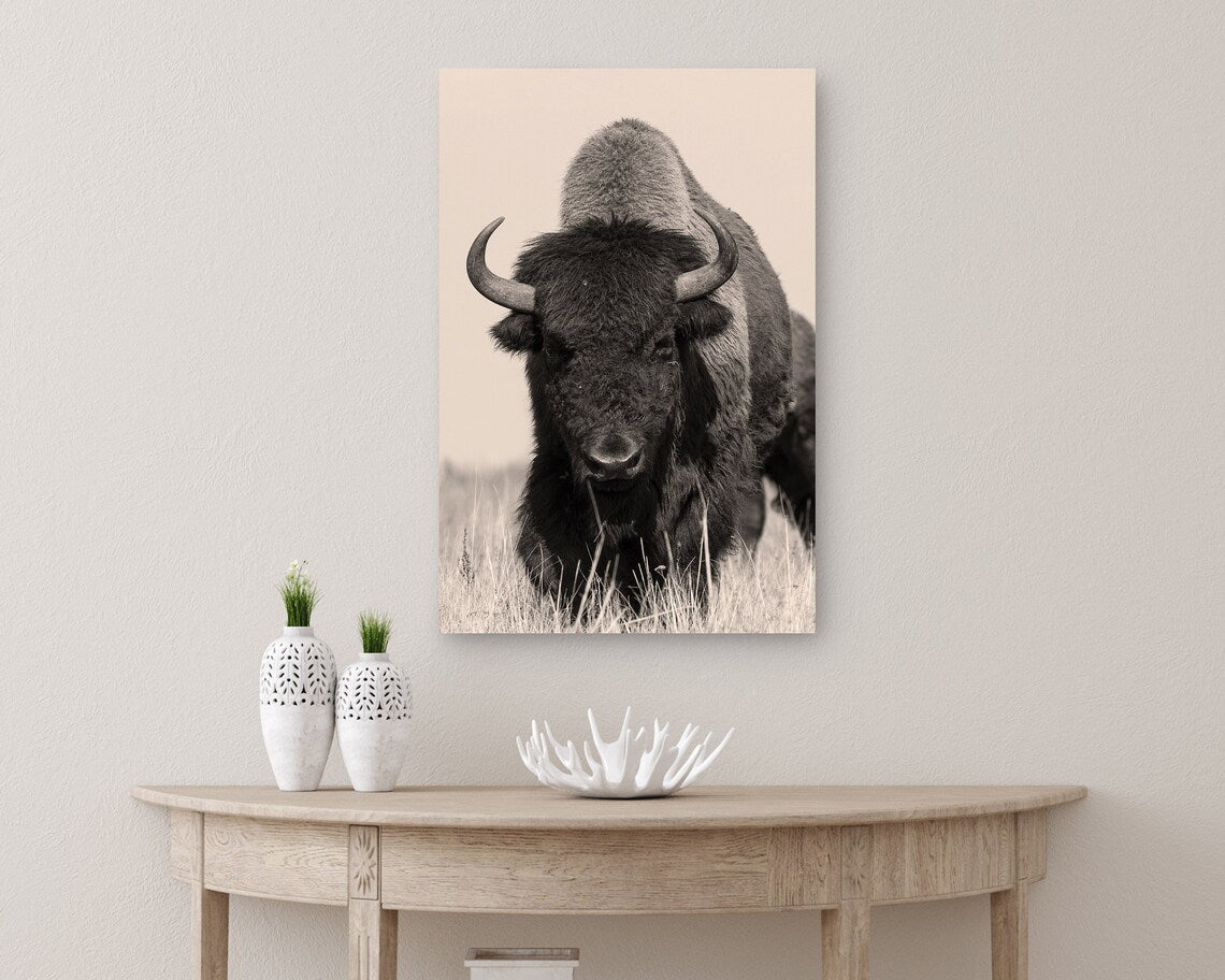 Bison Canvas Print • Bison Canvas Wall Art